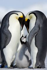 Kaiserpinguin mit Küken