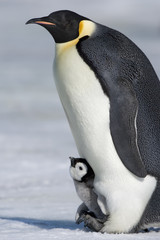 Kaiserpinguin mit Küken