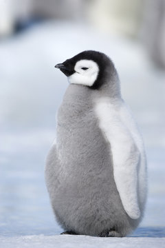 Kaiserpinguink&uuml;ken