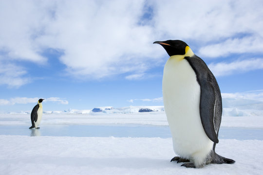 Kaiserpinguine wandern &uuml;ber das Eis