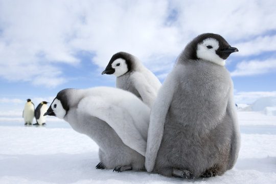 Kaiserpinguink&uuml;ken	