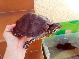 Una mascota muy tranquila