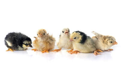 serama chicks