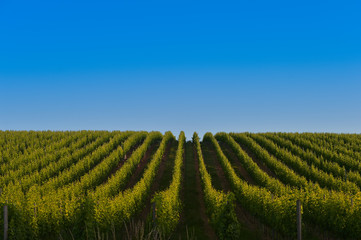 Fototapeta na wymiar Vineyard Sunrise - Bordeaux Vineyard