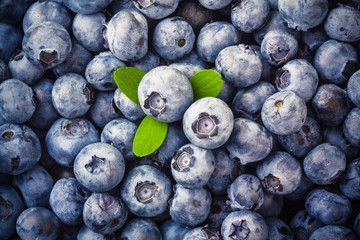 Heap of freshly picked blueberries with leaves