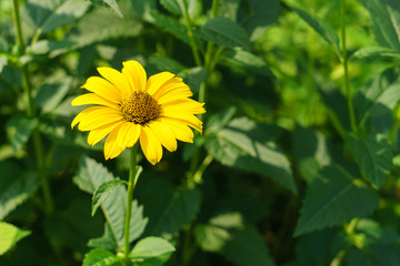 Heliopsis