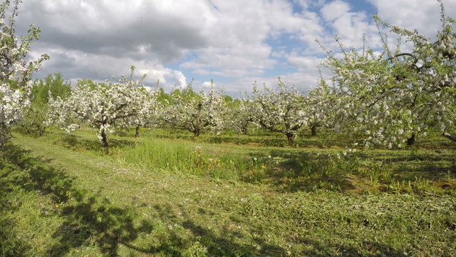 blossoming big beautiful apple trees  in industrial orchard garden. Timelapse 4K 