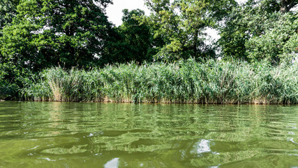 Bäume und Schilf am Ufer
