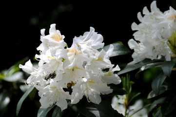 White rhododendron flower