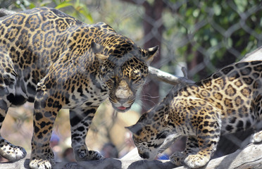 A Jaguar and Her Cub Behind Zoo Wire