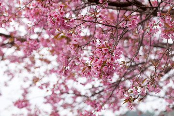 Close up branch with pink sakura blossoms