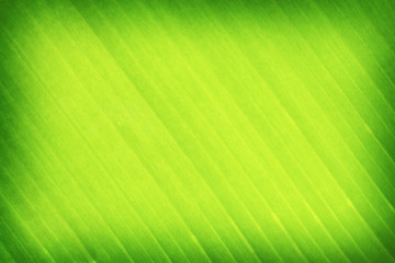 green leaves banana background or texture