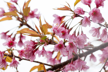Close up branch with pink sakura blossoms..