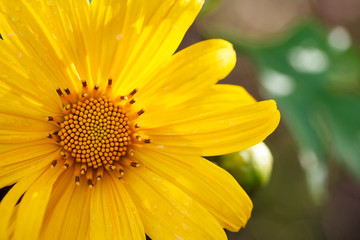 Close up Mexican sunflower weed (Tithonia diversifolia)