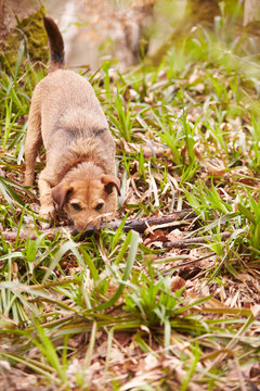 Dog Playing With Stick In Woodland