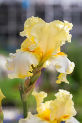 Iris flowers