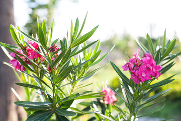 summer pink flower in the garden