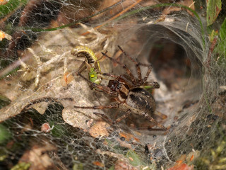 Funnel spider