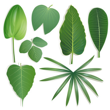 Set of different shape of leaves on isolated background Set 2