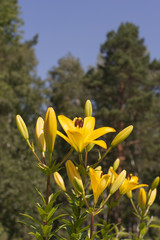 Luxury flowers of light yellow lilies on a flowerbed - obrazy, fototapety, plakaty