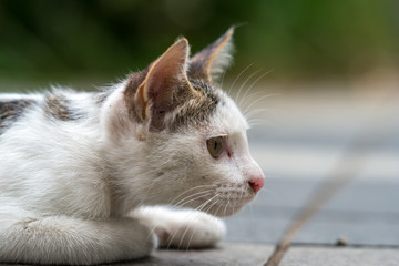 横を見るのらねこ