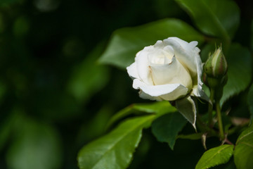 white rose on the Branch