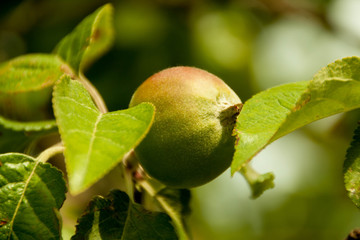 Green apples on a branch ready to be harvested, outdoors