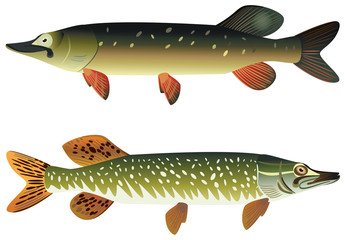 Pike fish and spotted pike fish.