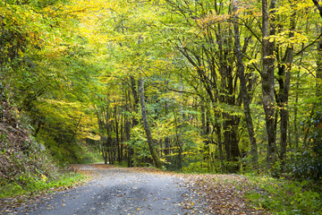 Road in the Forest in the Fall