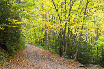 Fototapeta premium Forest Road