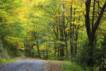 Autumn Forest and Gravel Road