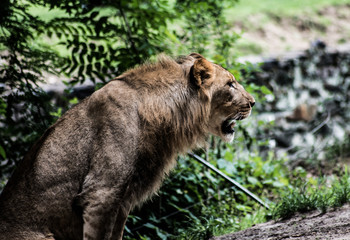 Lion Roars into distance
