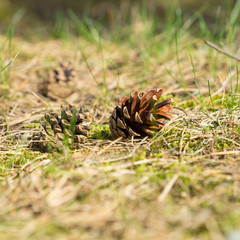 Kiefernzapfen auf dem Waldboden