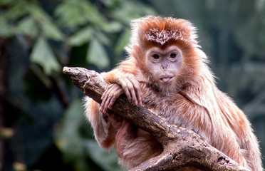 Fototapeta premium Ebony Langur Monkey Sticks Tongue Out
