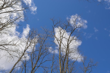 Blue sky with fair weather clouds roll by on a beautiful late April day. 