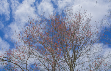 Obraz na płótnie Canvas Red Maple tree in full bloom in late April.