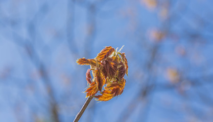 Red maple leaves sprouting in mid-spring. 