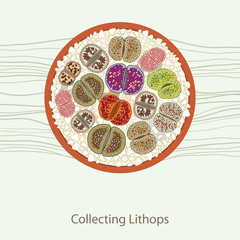 Lithops in the round flowerpot. Series of different succulent plants