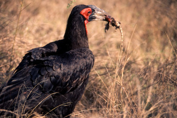 Bucorvo - Ground Hornbill (bucorvus leadbeateri) del Parco nazionale del Kruger in Sud Africa
