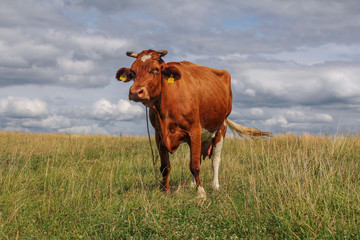 cow in green meadow