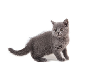 Kitten British blue on white background. Cat stand. Two months.