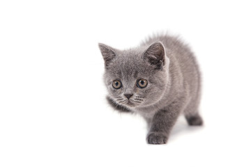 Kitten British blue on white background. Cat stand. Two months.