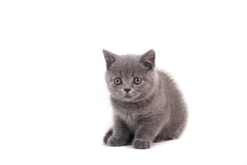 Kitten British blue on white background. Cat sitting. Two months.