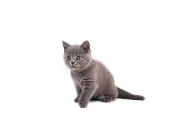 Kitten British blue on white background. Cat sitting. Two months.