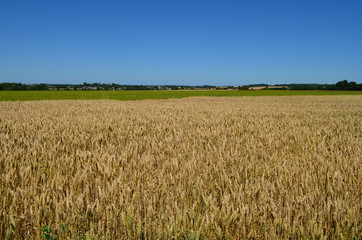 Paysage du Bessin (Région de Bayeux - Calvados)