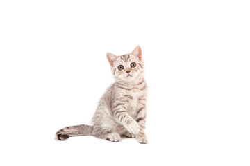 Kitten British striped brown on white background. Cat sitting. Two months.