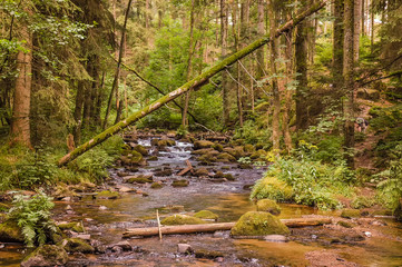 Fototapeta na wymiar rivière dans forêt
