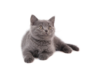 Obraz premium Kitten British blue on white background. Cat lying. Two months.