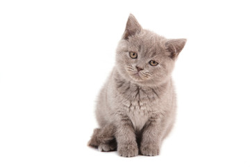 Kitten British lilac on white background. Cat sitting.  Two months.