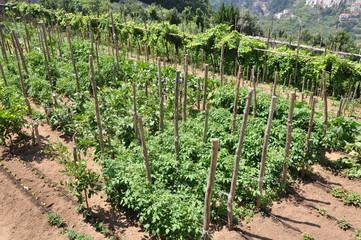 Fototapeta na wymiar Green vineyards on hills, Italy